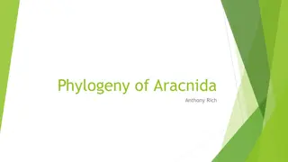 Arachnids Diversity: A Fascinating Look into Various Species