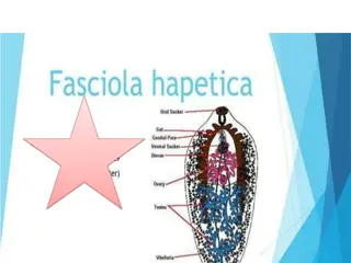 Fasciola Hepatica: Transmission, Life Cycle, and Clinical Manifestations