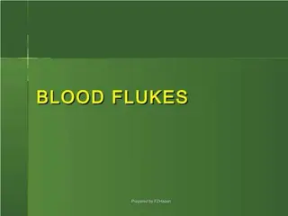 Blood Flukes (Schistosomes) - Characteristics and Life Cycle Overview