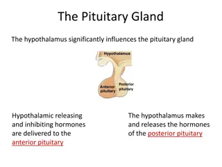 Understanding the Pituitary Gland and Hormones