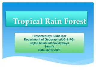 Exploring the Wonders of Tropical Rainforests