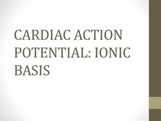 Understanding Cardiac Action Potential and Ionic Equilibrium