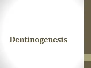 Understanding Dentinogenesis: A Comprehensive Overview