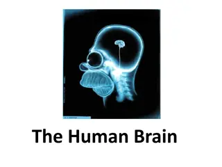 Understanding the Human Brain and Its Functions