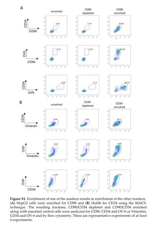 Cell Marker Enrichment and Migration Behavior Study
