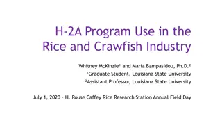 Utilizing H-2A Program in Louisiana's Rice and Crawfish Industries