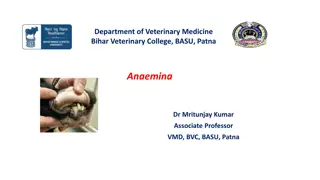 Understanding Different Types of Anaemia in Veterinary Medicine