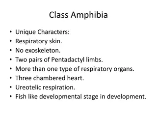 Amphibia Unique Characteristics and Classifications