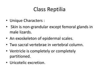 Unique Characteristics of Class Reptilia and Order Squamata
