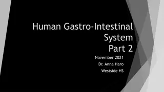 Understanding the Human Gastrointestinal System