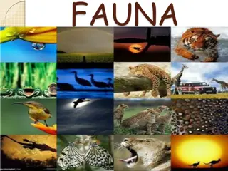 Diverse Fauna Across Continents
