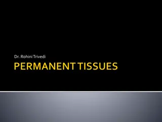 Understanding Permanent Tissues in Plants: Types and Functions