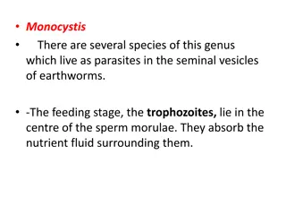 Monocystis Parasite Life Cycle in Earthworms