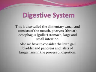 Understanding the Digestive System and Process