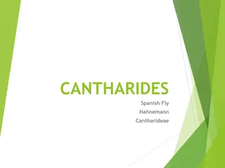 Cantharides - Introduction, Sphere of Action, and Characteristic Features