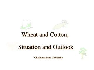 Insights into Wheat and Cotton Market Trends and Production Analysis