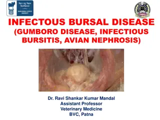 Understanding Infectious Bursal Disease in Poultry