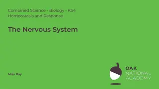 Understanding Neurone Structure, Nervous Responses & Pathways