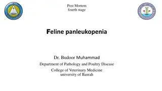 Understanding Feline Panleukopenia: Symptoms, Diagnosis, and Treatment