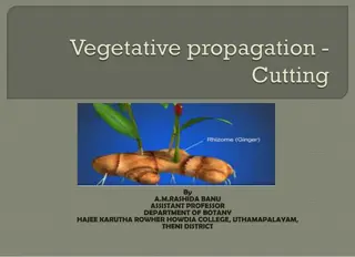 Vegetative Propagation Methods in Plant Multiplication