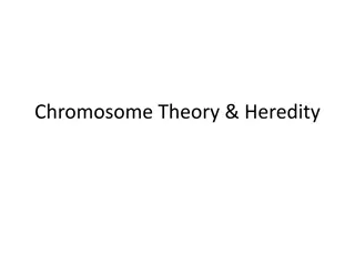 Understanding Genetics: Chromosome Theory and Heredity
