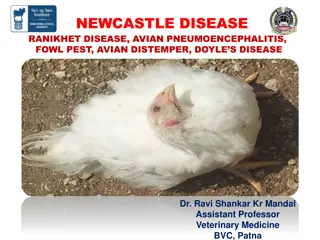 Understanding Newcastle Disease in Poultry: Symptoms, Etiology, and Transmission