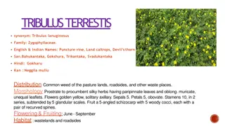 Indian Ethnobotanical Practices of Tribulus Terrestris and Pongamia Pinnata