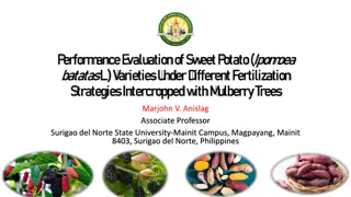 Performance Evaluation of Sweet Potato Varieties with Mulberry Trees