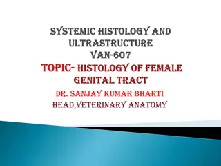 Female Genital Organs: Understanding the Reproductive System