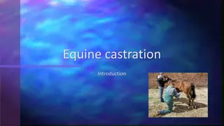 Understanding Equine Castration Procedure