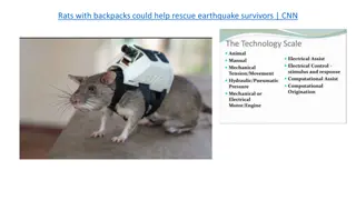 Innovative Rat Rescue Mission After Earthquake