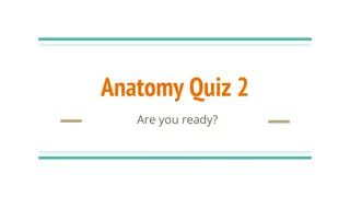 Neuroanatomy Quiz 2 Questions