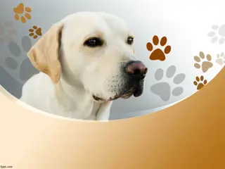 Discover Animals: Lesson on Types and Habitats