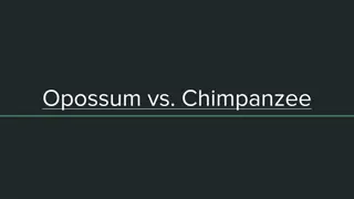 Opossum vs Chimpanzee Reproduction Contrasts