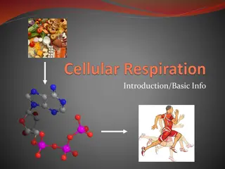 Understanding Cellular Respiration and ATP Synthesis