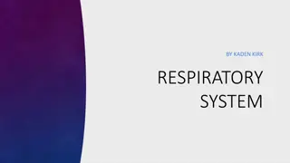 An Insight into the Respiratory System