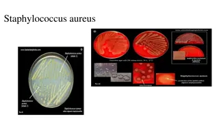 Staphylococcus aureus Characteristics and Pathogenesis