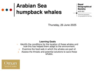 Arabian Sea Humpback Whales Conservation & Threats