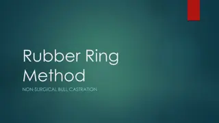 Rubber Ring Method for Non-Surgical Bull Castration