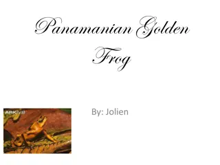 Fascinating Panamanian Golden Frog Information