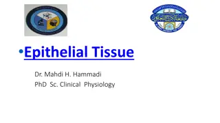 Understanding Epithelial Tissue in Human Body