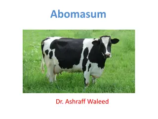 Abomasum: Causes, Mechanism of Action, and Surgical Conditions