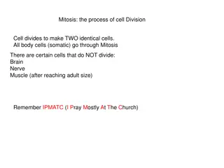 Understanding Cell Division Process: Mitosis Phases Explained