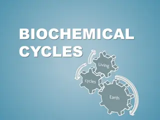 Understanding Biochemical Cycles and Human Impact