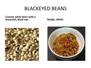 Guide to Different Types of Beans