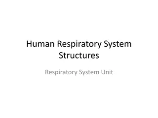 Explore Human Respiratory System Structures