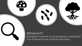 Unraveling Soil Phosphorus Mobilisation in Ectomycorrhizal Interaction