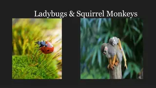 Ladybugs, Squirrel Monkeys Comparison