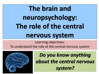 Understanding the Central Nervous System and Neurotransmitters