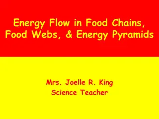 Understanding Energy Flow in Ecosystems